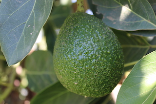 Mature avocado fruit ready for picking