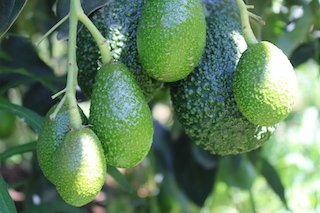 Maturing avocado fruits