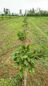 Young Avocado trees, EWCV August 2018