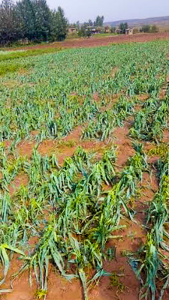 Young maize cut to shreds by hailstorm, EWCV July 2017