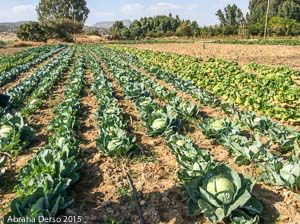 Rows of cabbages and lettuce 