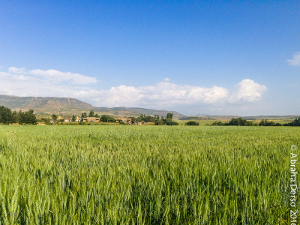 A field of wheat at the 'village' farm