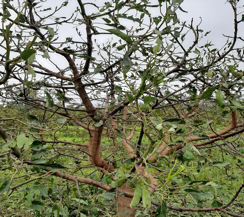 Damaged avocado tree