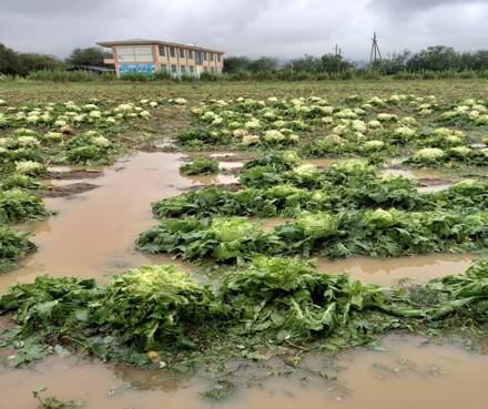 A field of cabbages inundated by storm, July 2022