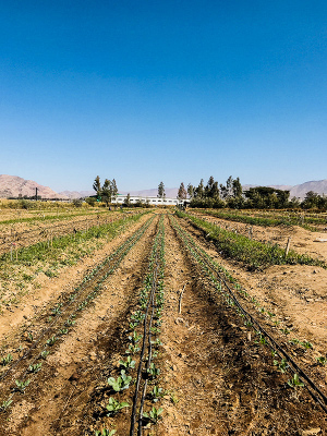 Rows of drip-irrigated young cabbage plants in between rows of avocado saplings