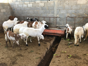 EWCV: special sheep kept for interbreeding